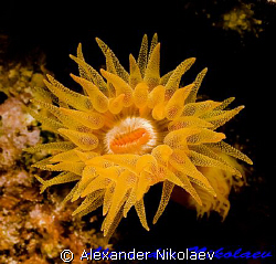 Orange cup coral. Canon 40D, SIGMA 50mm MACRO by Alexander Nikolaev 